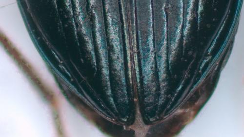 Bembidion sp.